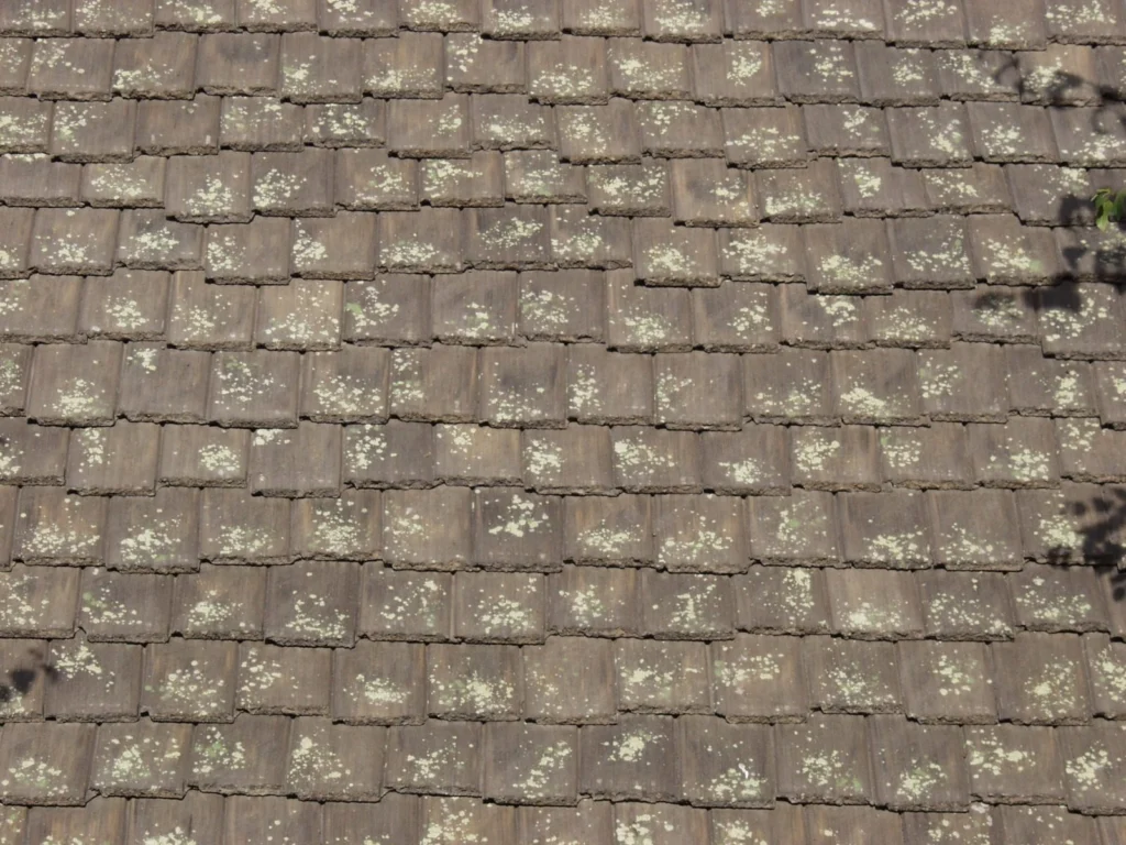 Split Timber, Bartile #1607, Vintage texture, Cottage layout (photo 1)